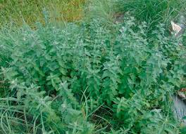 Attēlu rezultāti vaicājumam “Mentha longifolia”