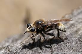 Attēlu rezultāti vaicājumam “Laphria gibbosa”