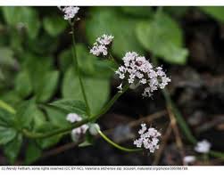 Attēlu rezultāti vaicājumam “Valerianaceae”