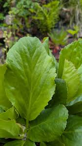 Attēlu rezultāti vaicājumam “Bergenia crassifolia”