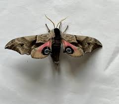 Attēlu rezultāti vaicājumam “Smerinthus ocellata”