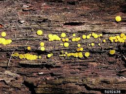 Attēlu rezultāti vaicājumam “Bisporella citrina”