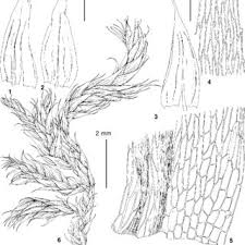 Attēlu rezultāti vaicājumam “Brachythecium salebrosum sporophyte”