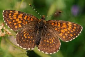 Attēlu rezultāti vaicājumam “Nymphalidae”