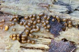 Attēlu rezultāti vaicājumam “Trichia varia spores”