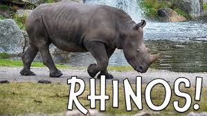 Image result for Rhyl Rhinos