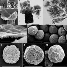 Attēlu rezultāti vaicājumam “Didymium annulisporum”