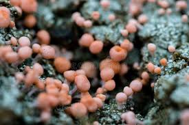 Attēlu rezultāti vaicājumam “Dibaeis baeomyces”