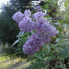 Attēlu rezultāti vaicājumam “Syringa vulgaris”