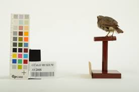 Image result for Seiurus noveboracensis