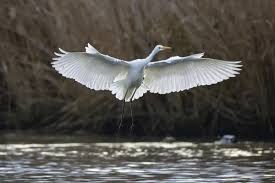 Attēlu rezultāti vaicājumam “Egretta alba”