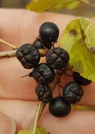 Attēlu rezultāti vaicājumam “Rhamnus cathartica fruit”