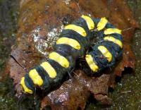 Attēlu rezultāti vaicājumam “Acronicta alni larva”