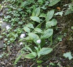 Image result for Knautia dipsacifolia