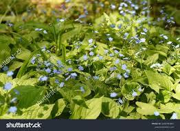 Attēlu rezultāti vaicājumam “Omphalodes verna flower”