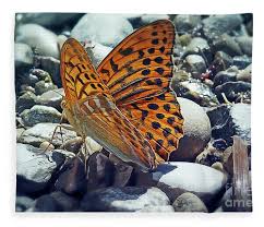 Attēlu rezultāti vaicājumam “Argynnis paphia underside”