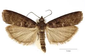 Attēlu rezultāti vaicājumam “Ortholepis betulae”