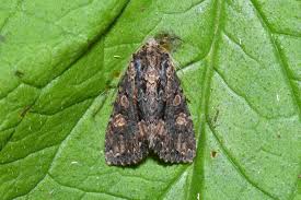 Attēlu rezultāti vaicājumam “Mniotype satura”