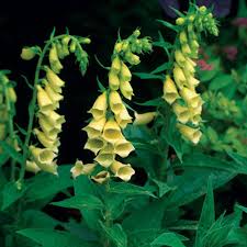 Image result for Digitalis grandiflora
