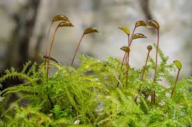 Attēlu rezultāti vaicājumam “Isothecium myosuroides sporophyte”