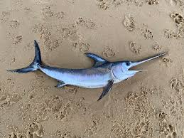 Image result for Xiphias gladius