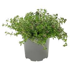 Image result for Bohnenkraut