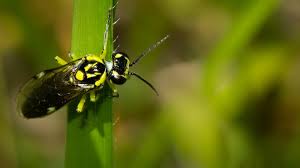 Attēlu rezultāti vaicājumam “Rhogogaster picta”