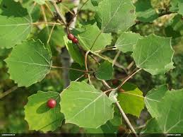 Attēlu rezultāti vaicājumam “Fuligo licentii young”