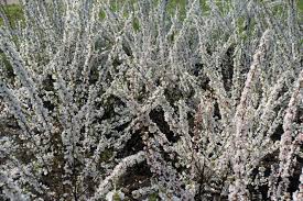 Attēlu rezultāti vaicājumam “Cerasus bud”