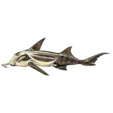 Image result for Callorhinchus capensis