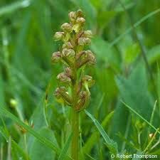 Attēlu rezultāti vaicājumam “Coeloglossum viride leaf”