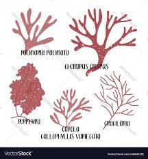 Attēlu rezultāti vaicājumam “Rhodophyta”