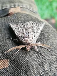 Attēlu rezultāti vaicājumam “Tholera decimalis male”