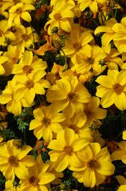 Attēlu rezultāti vaicājumam “Bidens cernua”