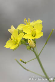 Attēlu rezultāti vaicājumam “Diplotaxis muralis flower”