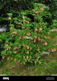 Attēlu rezultāti vaicājumam “Enkianthus chinensis”