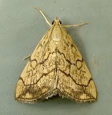 Attēlu rezultāti vaicājumam “Evergestis pallidata”