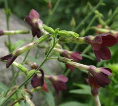 Image result for Nicotiana x sanderae