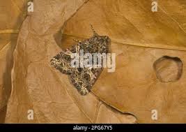 Attēlu rezultāti vaicājumam “Hadena rivularis”