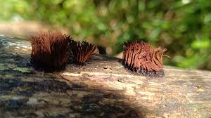 Attēlu rezultāti vaicājumam “Stemonitis sp.”