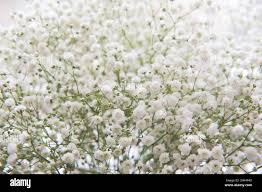 Attēlu rezultāti vaicājumam “Gypsophila fastigiata bud”