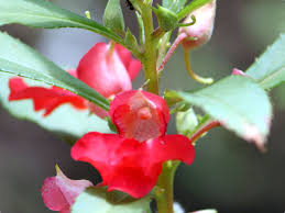 Image result for Impatiens balsamina