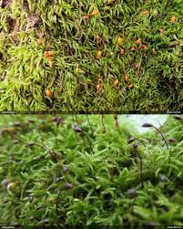 Attēlu rezultāti vaicājumam “Sciuro-hypnum reflexum”