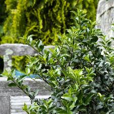 Attēlu rezultāti vaicājumam “Ilex x meserveae”