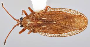 Attēlu rezultāti vaicājumam “Physatocheila smreczynskii”