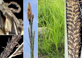 Attēlu rezultāti vaicājumam “Carex acuta leaf”