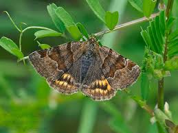 Attēlu rezultāti vaicājumam “Euclidia glyphica”