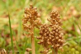 Attēlu rezultāti vaicājumam “Neottia nidus-avis bud”