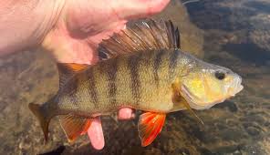 Image result for Ulverston Angling Association