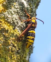 Attēlu rezultāti vaicājumam “Sesia apiformis”